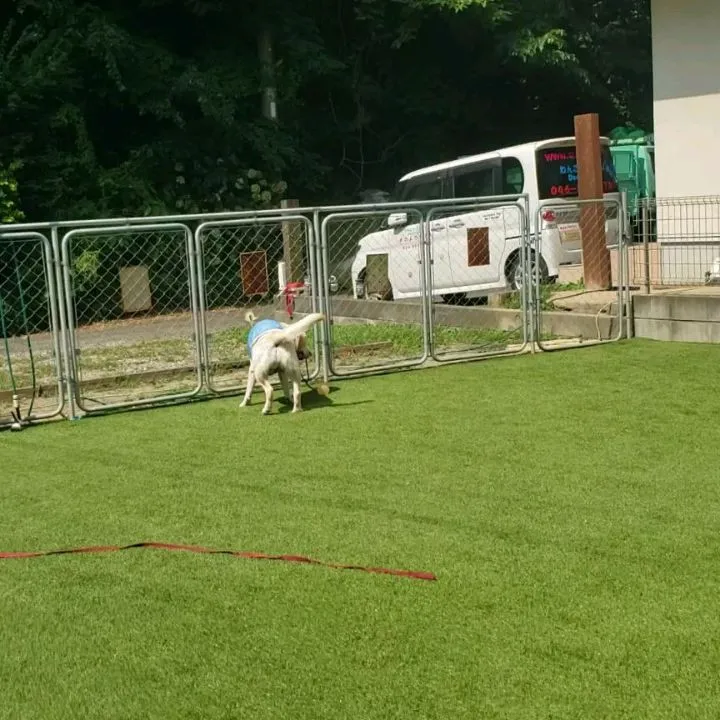 朝から元気に遊ぶわんこさん♥️