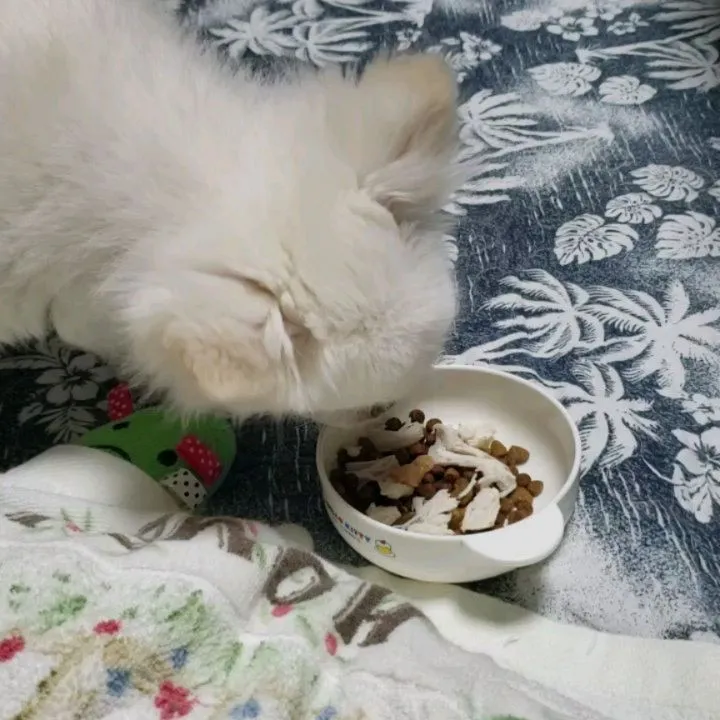 シニアのココちゃんとラコちゃん♥️