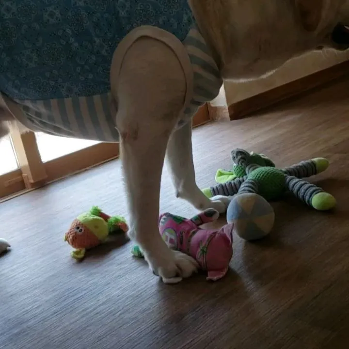 レッスンにきたブルドッグのロッキー君♥️