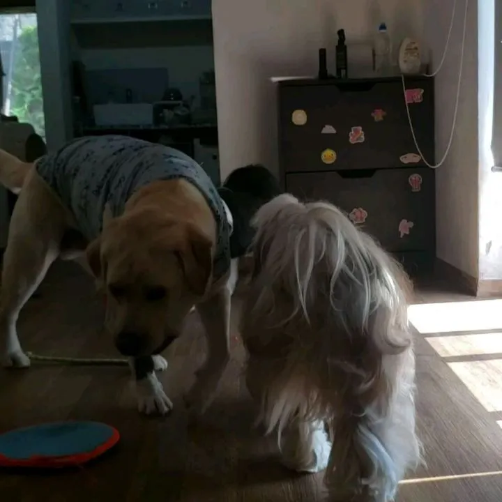 夕方まではお部屋でおもちゃ遊び🎵