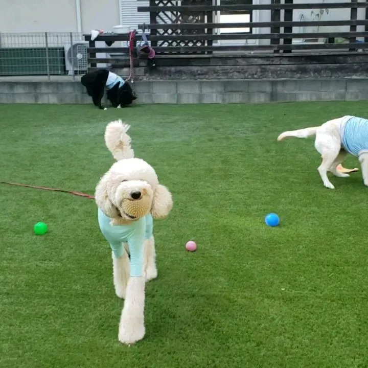 夕方はランで遊ぶわんこさん♥️