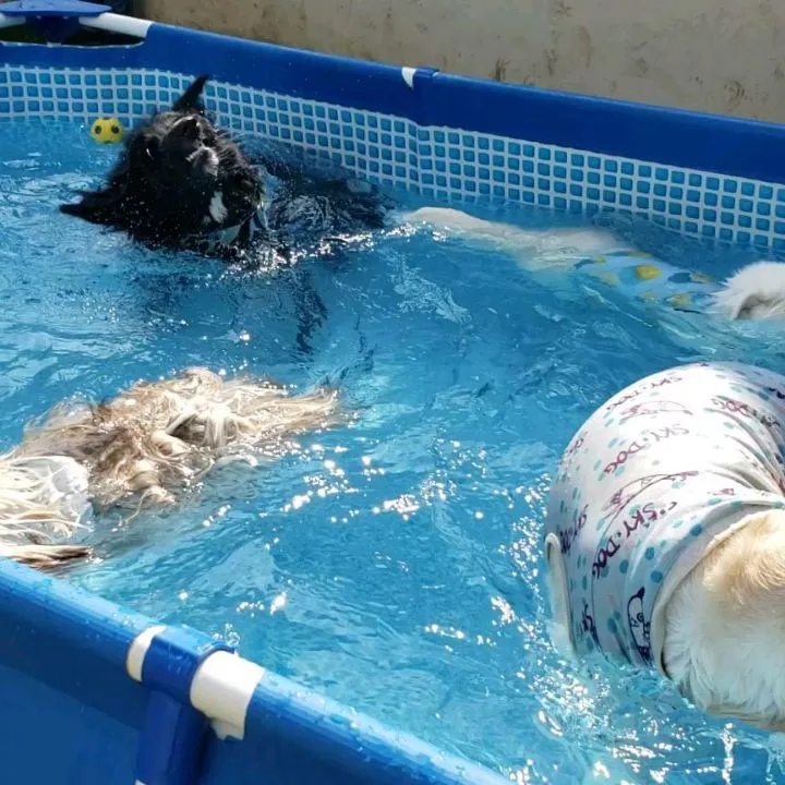 今回のわんこ会は暑いのでプールでお水遊びしながらランで遊びま...