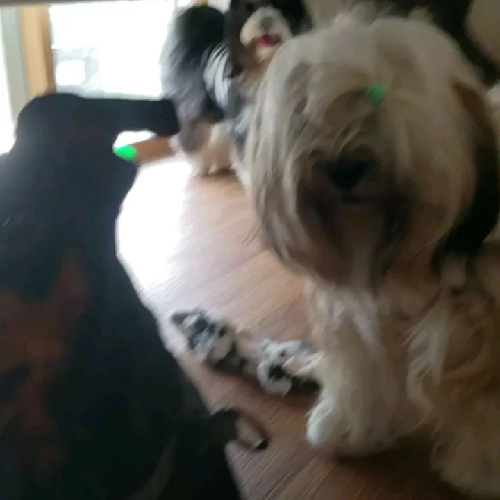 お部屋で遊ぶわんこさん♥️