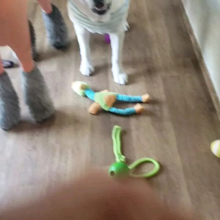 お部屋で遊ぶわんこさん♥️