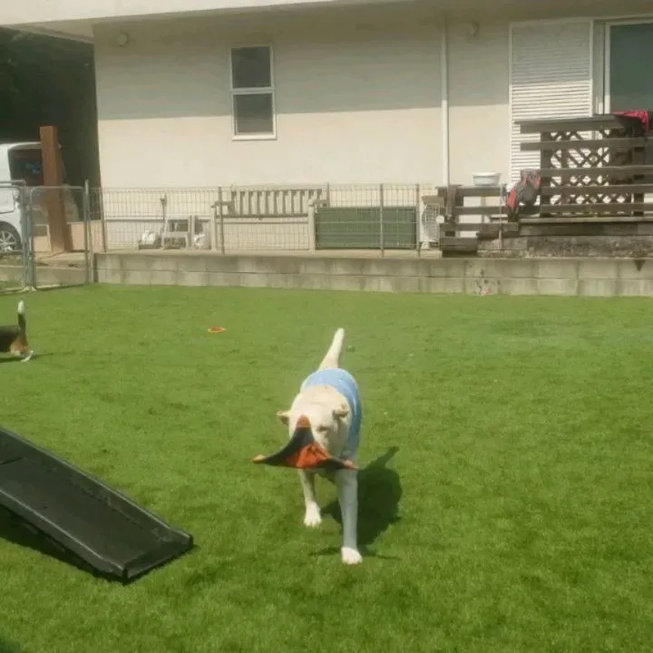 一緒に遊ぶロデイとルーク君💓