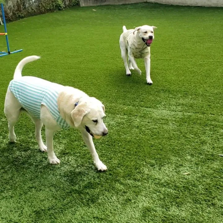 雨降ったり止んだりのお天気ですが、タイミングよくランでも遊べ...