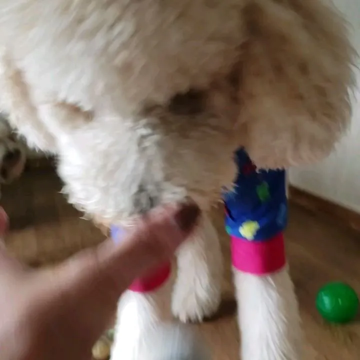 お昼はお部屋で遊ぶわんこさん♥️