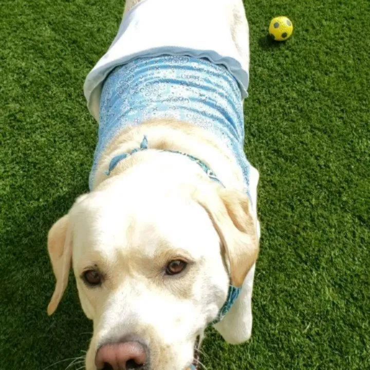 朝は少し暑いくらいでしたが元気に遊ぶわんこさん♥️