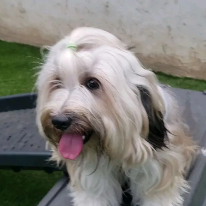 暑い日が続いてアジリテイの練習がなかなかできなかったけど少し...