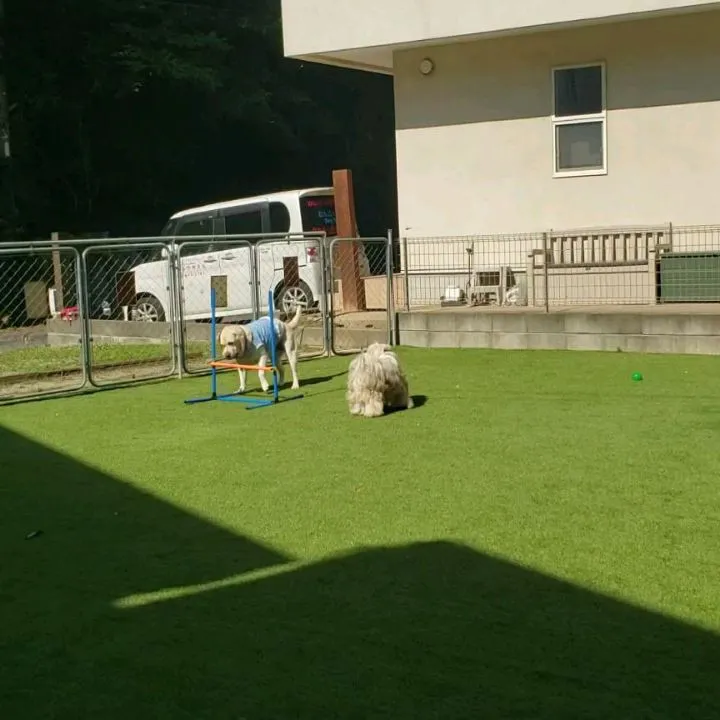 良いお天気なのでランで遊びわんこさん♥️