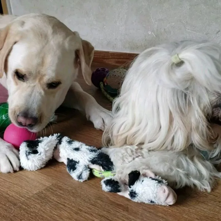 お部屋で遊ぶわんこさん♥️