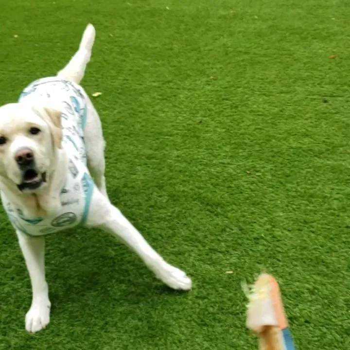 ランでフリスビーをするまーちゃん♥️