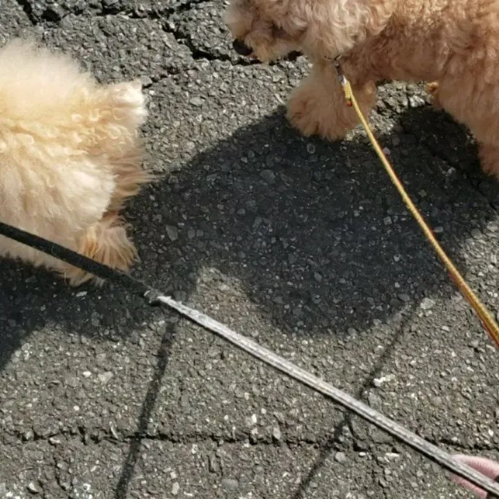 ちびっこたちはみんなでお散歩🎵