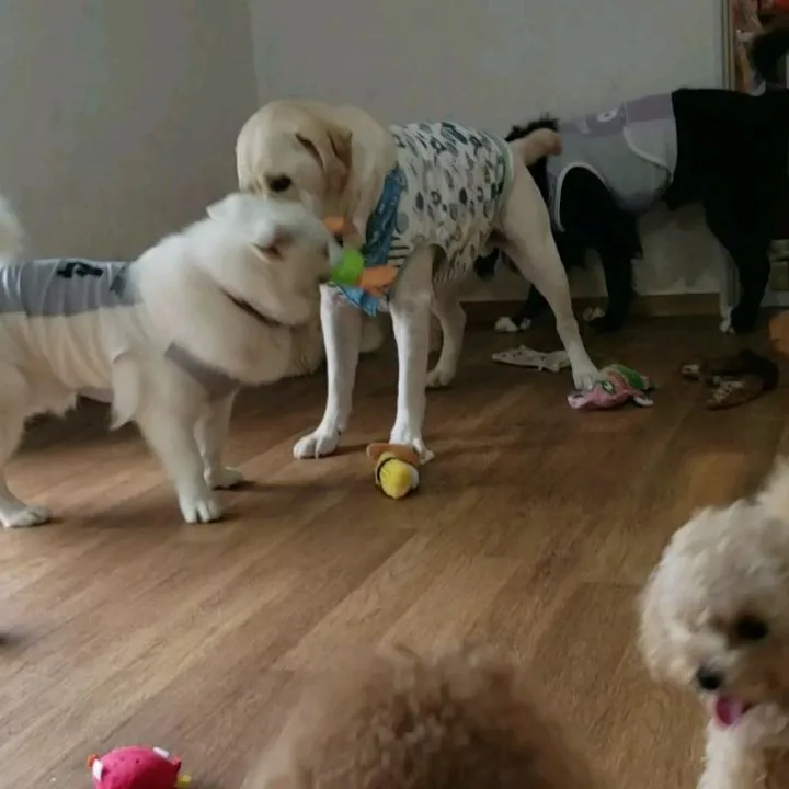雨なのでお部屋で遊ぶわんこさん♥️