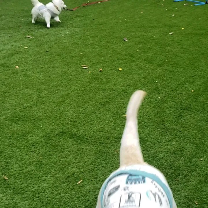 ランで楽しく遊ぶわんこさん♥️