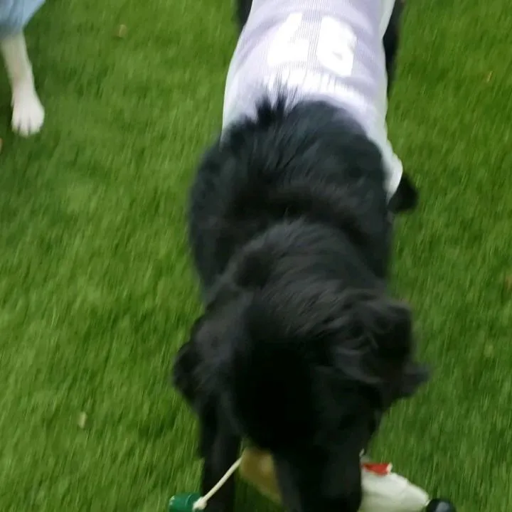 ランで楽しく遊ぶわんこさん♥️