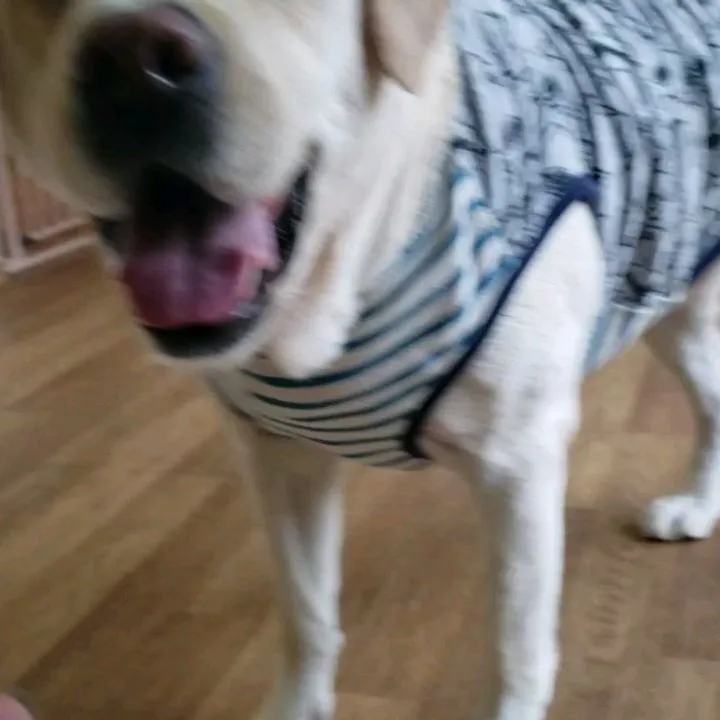 お部屋で楽しむわんこさん♥️