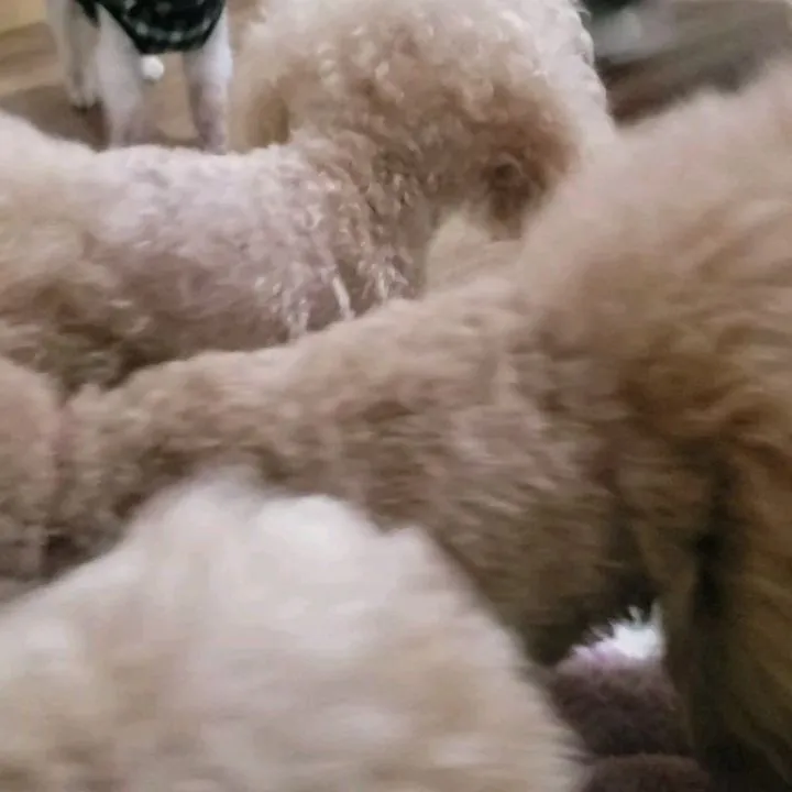 雨降って寒いのでお部屋で遊ぶわんこさん♥️