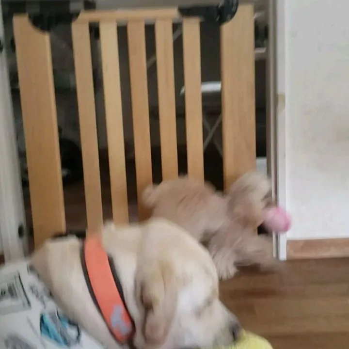 お部屋でおもちゃで遊ぶわんこさん♥️