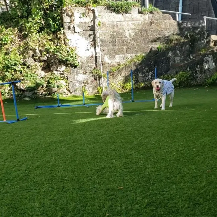 元気に遊ぶわんこさん♥️