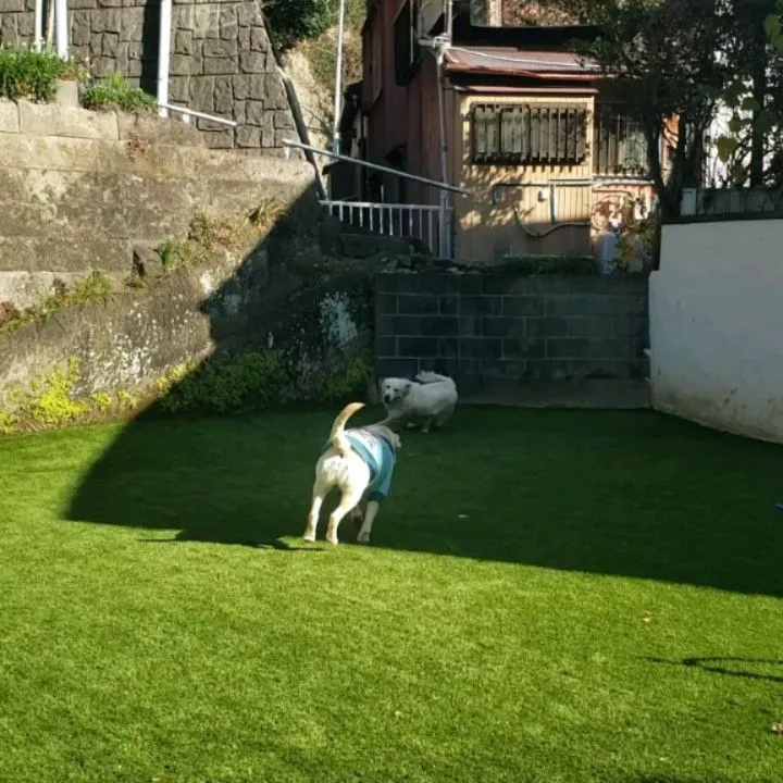 お昼からトリミングをかねて雪ちゃんがきてくれました😊
