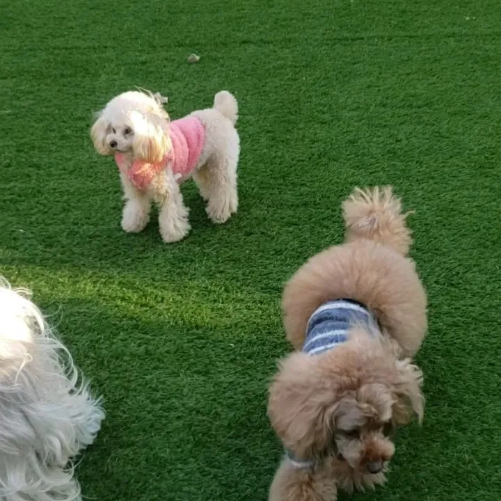 昨日からホームステイにきてくれているにこちゃん&桃君&ポポち...