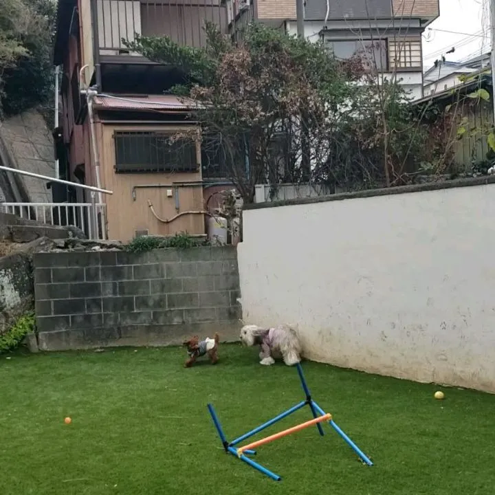 風が強い中元気に遊ぶわんこさん♥️