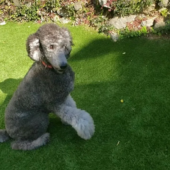 順番にアジリティやってみました😊