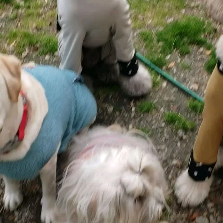 ドッグランにはいる時はまず落ち着いて座ります。