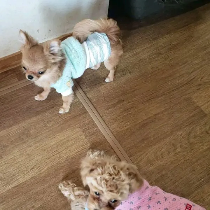 可愛いちびっこたち♥️