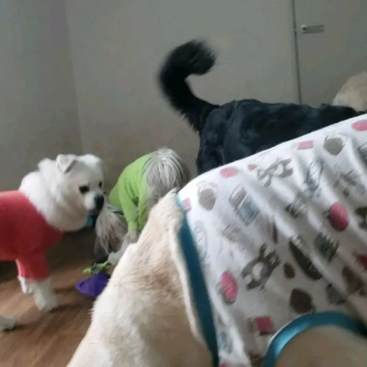 お部屋で遊ぶわんこさん💓