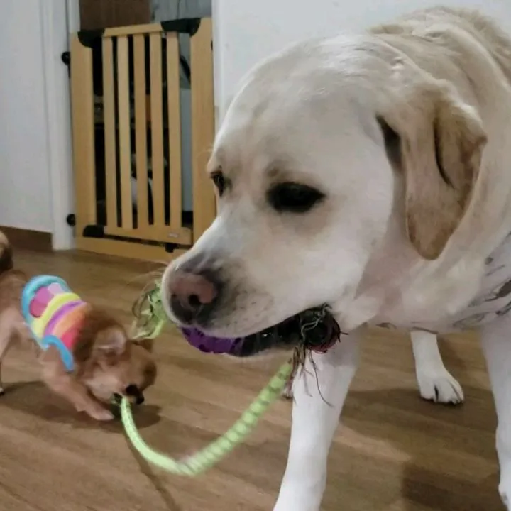 おっきいまーちゃんとちっさいララ君が引っ張りっこして遊んでま...