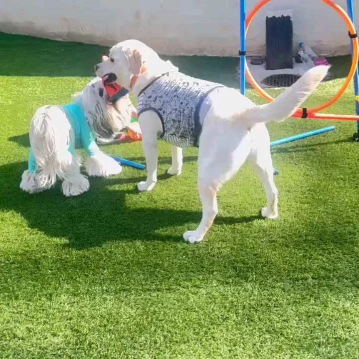 朝早くから夜まで留守にするのでスタッフと可愛いちびっこちゃん...