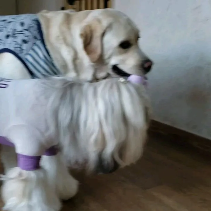 お部屋で遊ぶわんこさん♥️