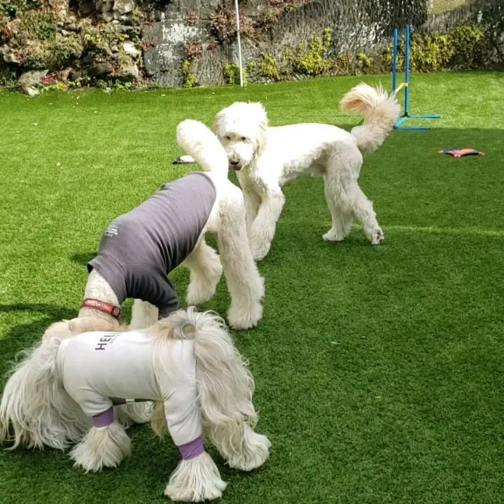 ランで遊ぶわんこさん❤️