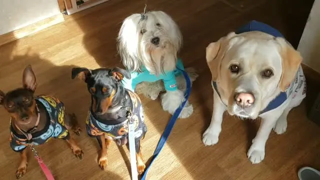 これから朝のお散歩🎵