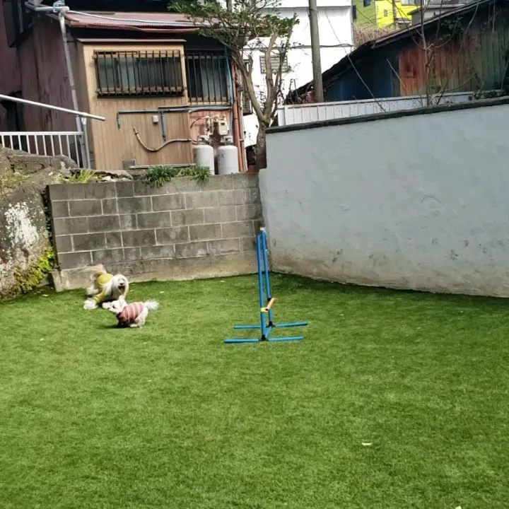 ランで遊ぶわんこさん♥️