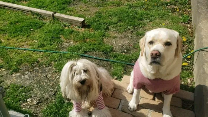 ドッグランにはいる時は座って待つよ😊