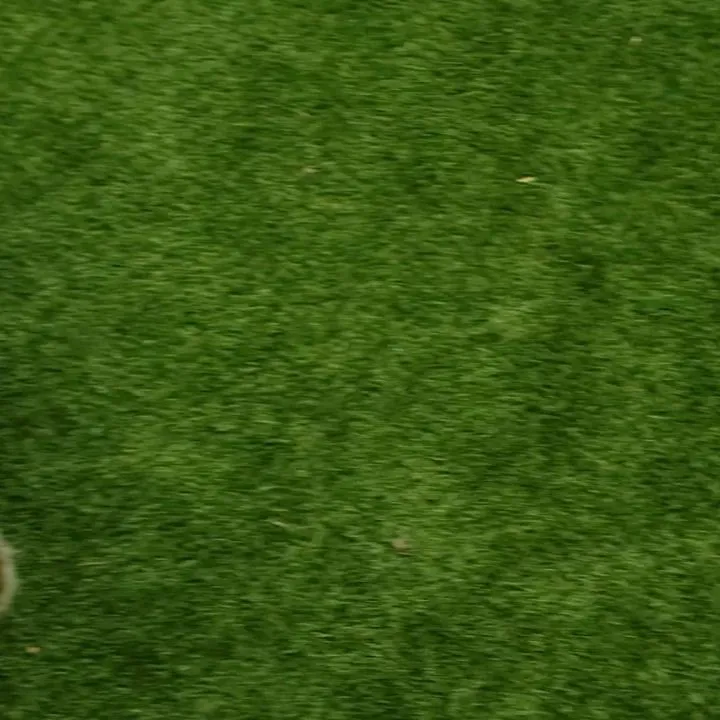 なんとか午前中は雨がもってくれたのでお散歩とランで遊ぶことが...