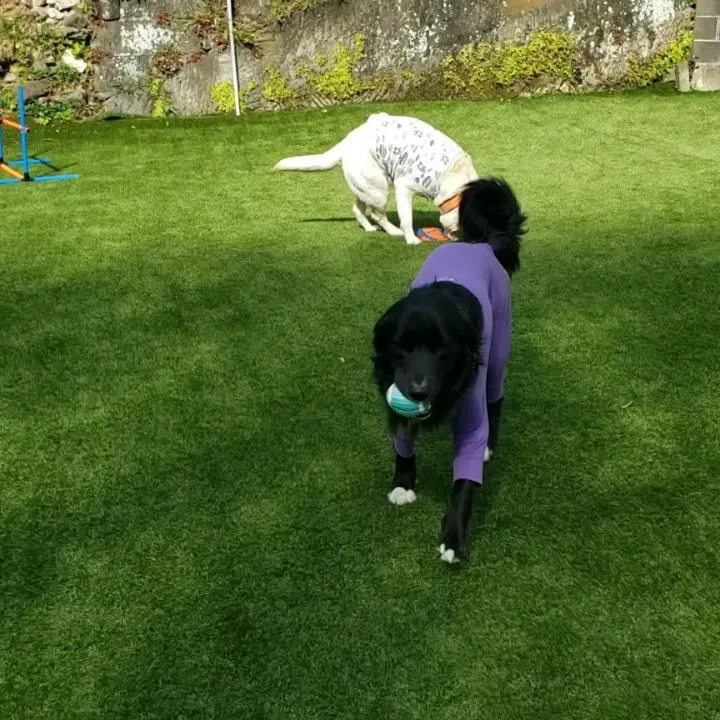 ランで遊んでいると可愛いですねっと声をかけてくれた子どもがい...