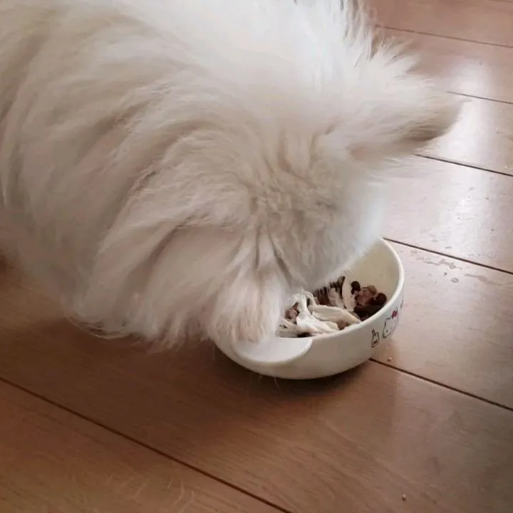 朝ココちゃんのお世話に行ってきました😊