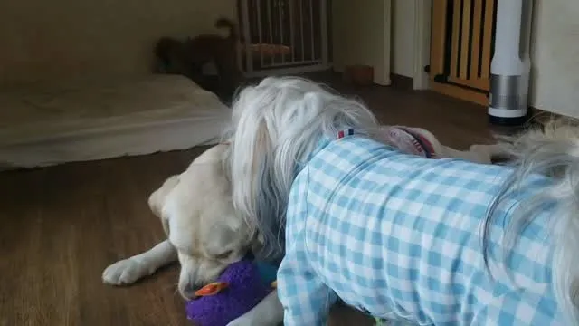 おもちゃ遊びするわんこさん♥️