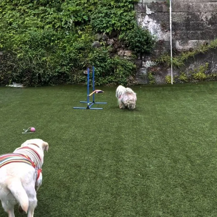 ソレイユから帰ってきてからも元気に遊ぶ2ぴき💓