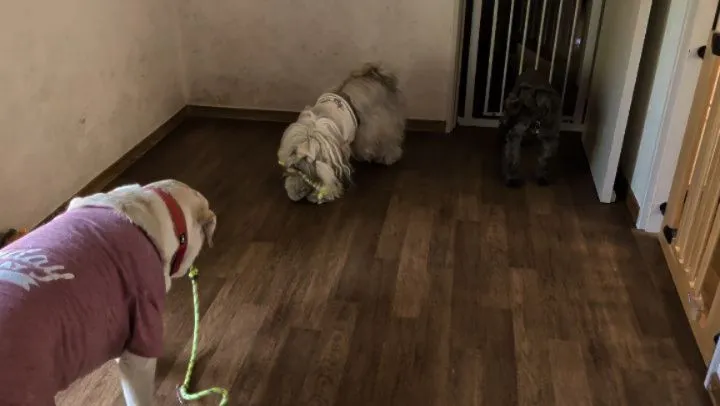 お昼は暑いのでお部屋遊び💓