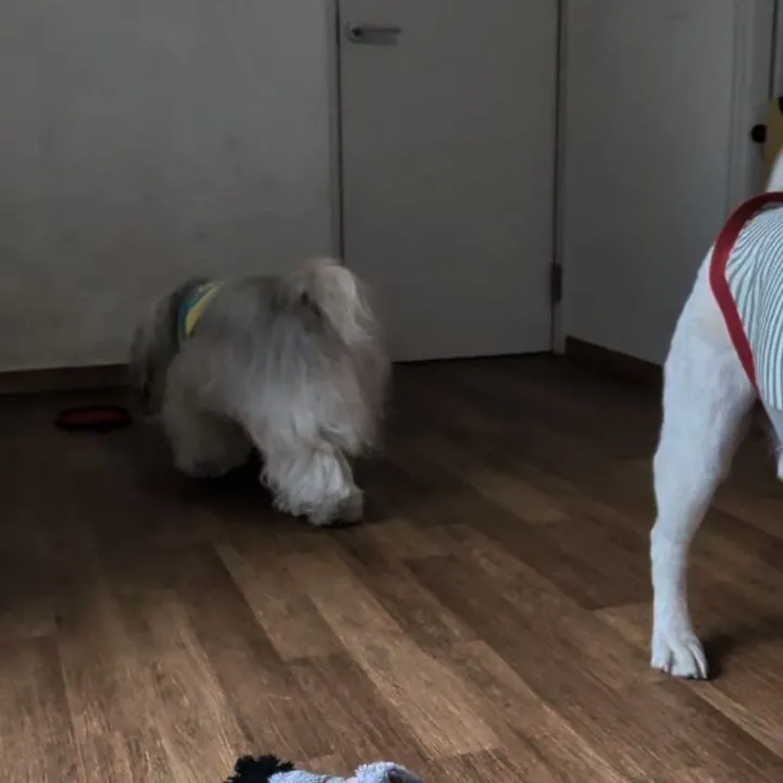 お昼はお部屋でおもちゃ遊び🎵