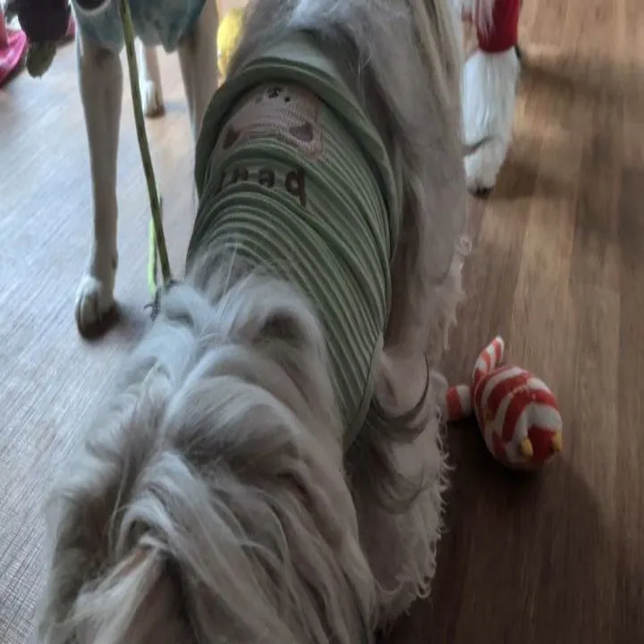 お部屋で遊ぶわんこさん💓