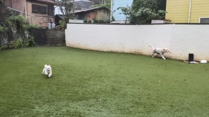 雨降ってましたがランにでました😄
